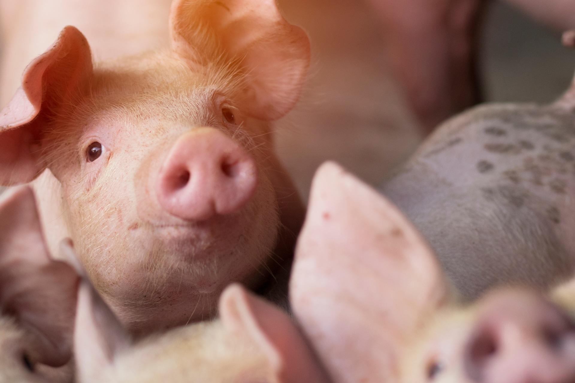 Ferkel blickt neugierig aus Stallbox | Stalleinrichtung